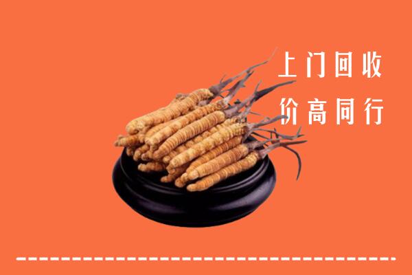 收购行情：康县冬虫夏草回收多少钱每克
